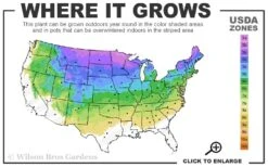 The Blues Colorado Spruce (Picea Pungens) - 6 Gallon Pot (2-3') -Plant Serie Store 3A 8A 9