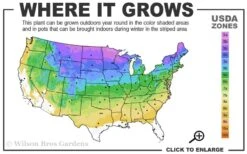 Pink Lily Of The Valley (Convallaria Majalis 'Rosea') - 1 Gallon Pot -Plant Serie Store 3a 8b 12