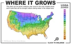 Silver Edge Siberian Iris - 1 Gallon Pot 11 Silver Edge Siberian Iris - 1 Gallon Pot -Plant Serie Store 3a 9b 37