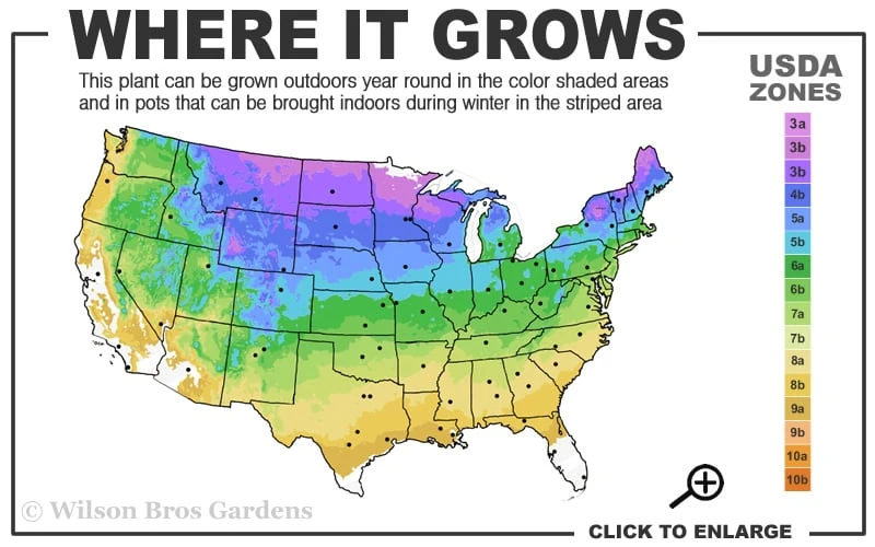 Grancy Graybeard - White Fringe Tree - 3 Gallon Pot 5 Grancy Graybeard - White Fringe Tree - 3 Gallon Pot - Image 3