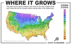 Pink Flamingo Clematis - 1 Gallon Pot -Plant Serie Store 3b 9b