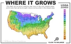 Gillian Blades Clematis - 1 Gallon Pot -Plant Serie Store 4a 11