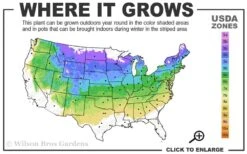 Japanese White Pine (Pinus Parviflora 'Glauca') - 5 Gallon Pot -Plant Serie Store 4a 8a 1