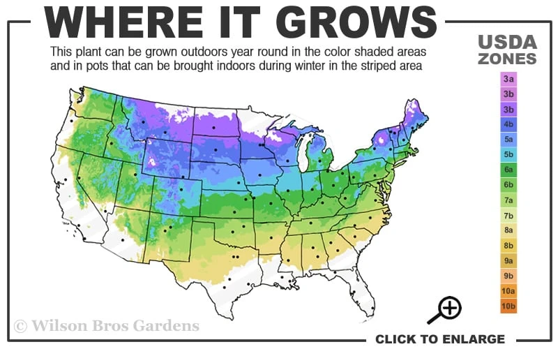 Vanderwolf's Pyramid Limber Pine (Pinus Flexilis) - 2 Gallon Pot 5 Vanderwolf's Pyramid Limber Pine (Pinus Flexilis) - 2 Gallon Pot - Image 3