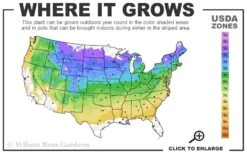 Jane Magnolia Tulip Tree - 1 Gallon Pot -Plant Serie Store 4a 8b 13