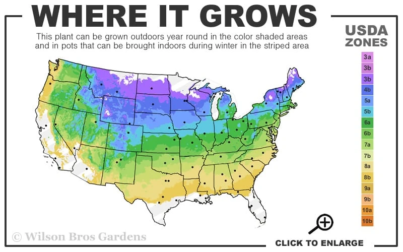 Pin Oak Tree (Quercus Palustris) - 1 Gallon Pot 5 Pin Oak Tree (Quercus Palustris) - 1 Gallon Pot - Image 3
