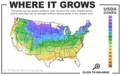 Highland Cream Creeping Thyme - 5 Pack Of Quart Pots -Plant Serie Store 4a 8b thumbnail