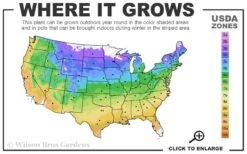 May Night Salvia - 1 Gallon -Plant Serie Store 4a 9b 94