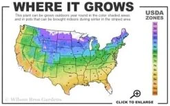 Sarah Pink Mountain Laurel (Kalmia Latifolia) - 3 Gallon Pot -Plant Serie Store 4a 9b thumbnail 3