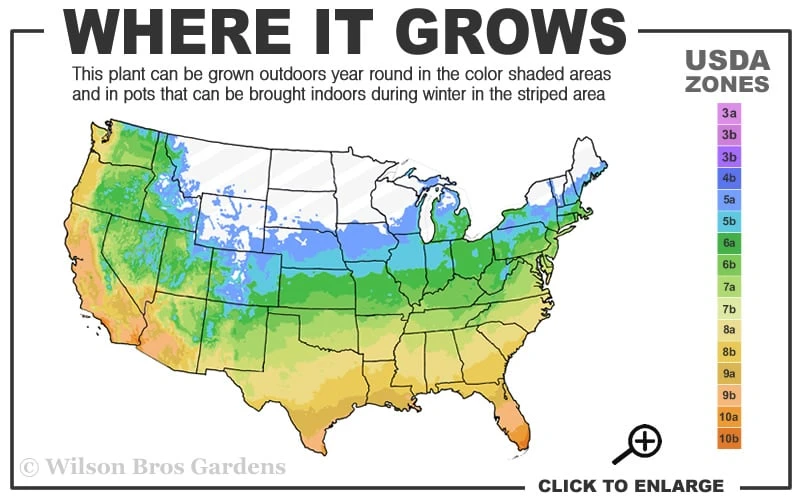 Yellow Groove Bamboo (Phyllostachys Aureosulcata) - 3 Gallon Pot (4-6'+) 5 Yellow Groove Bamboo (Phyllostachys Aureosulcata) - 3 Gallon Pot (4-6'+) - Image 3
