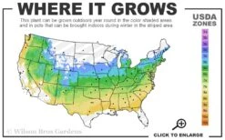 Autumn Moon Japanese Maple - 2 Gallon Pot 11 Autumn Moon Japanese Maple - 2 Gallon Pot -Plant Serie Store 5a 8b 31