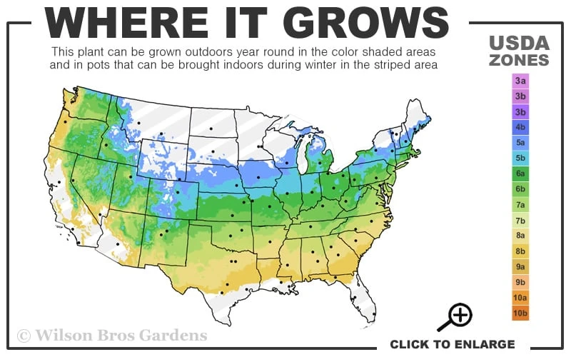 Autumn Moon Japanese Maple - 2 Gallon Pot 5 Autumn Moon Japanese Maple - 2 Gallon Pot - Image 3
