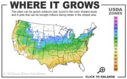 Yellow Bird Magnolia Tulip Tree - 1 Gallon Pot 14 Yellow Bird Magnolia Tulip Tree - 1 Gallon Pot -Plant Serie Store 5a 9a 1
