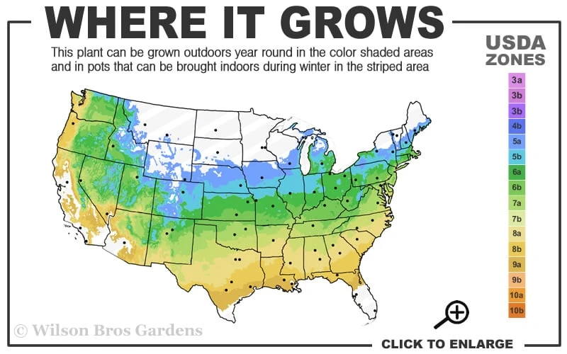 Yellow Bird Magnolia Tulip Tree - 1 Gallon Pot 5 Yellow Bird Magnolia Tulip Tree - 1 Gallon Pot - Image 3