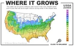 The Rising Sun Redbud Tree - 7 Gallon Pot (3-4') 12 The Rising Sun Redbud Tree - 7 Gallon Pot (3-4') -Plant Serie Store 5a 9b 27