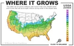 Brackens Brown Beauty Magnolia - 7 Gallon Pot (3-4') -Plant Serie Store 5b 11 2