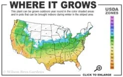 Orange Dream Japanese Maple - 2 Gallon Pot -Plant Serie Store 5b 9b 3