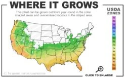 Black Bamboo - Phyllostachys Nigra - 3 Gallon Pot (Multi Cane: 4-6'+) -Plant Serie Store 6A 10B 2