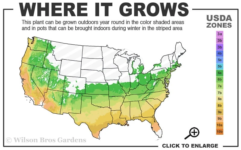 Arborvitae Fern (Selaginella Braunii) - 1 Gallon Pot 5 Arborvitae Fern (Selaginella Braunii) - 1 Gallon Pot - Image 3