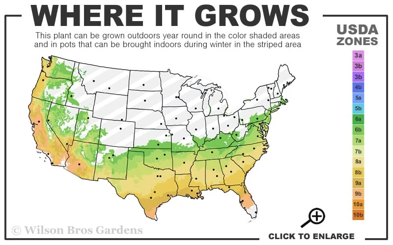 Autumn Embers Encore Azalea - 2 Gallon 5 Autumn Embers Encore Azalea - 2 Gallon - Image 3