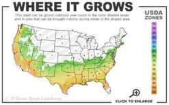 Perfecto Mundo Red Reblooming Azalea - 2 Gallon Pot 11 Perfecto Mundo Red Reblooming Azalea - 2 Gallon Pot -Plant Serie Store 6B 9B 5