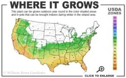 Sasaba Bamboo Leaf Tea Olive - 1 Gallon Pot -Plant Serie Store 6a 10a 2