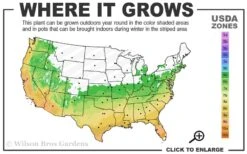 Double Feature Red Crape Myrtle - 3 Gallon Pot 11 Double Feature Red Crape Myrtle - 3 Gallon Pot -Plant Serie Store 6a 10a 3