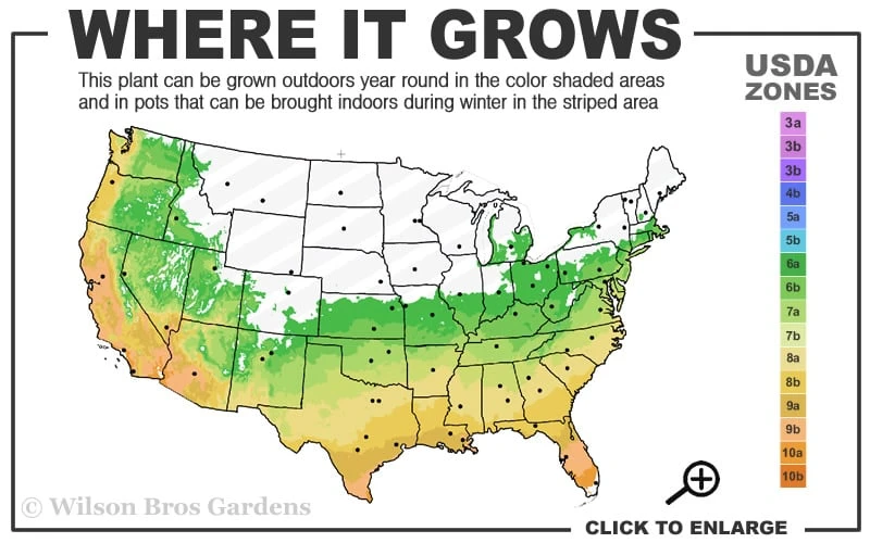 Blush Pink Nandina - 2 Gallon Pot 5 Blush Pink Nandina - 2 Gallon Pot - Image 3