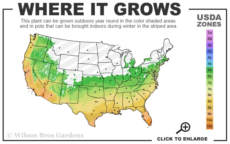 Moso Giant Bamboo (Phyllostachys Edulis 'Moso') - 3 Gallon Pot (2-4') 5 Moso Giant Bamboo (Phyllostachys Edulis 'Moso') - 3 Gallon Pot (2-4') - Image 3