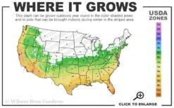 Dwarf Green Stripe Bamboo (Pleioblastus Viridistriatus) - 1 Gallon Pot -Plant Serie Store 6a 11 7