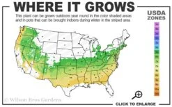 Dove Tree (Davidia Involucrata) - 7 Gallon Pot (5-6') -Plant Serie Store 6a 8b 9