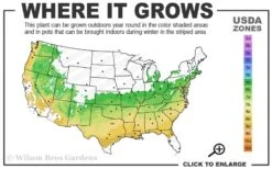 Arp Rosemary Pyramid Form - 2 Gallon Pot -Plant Serie Store 6a 9a