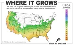 After Midnight Hydrangea - 3 Gallon Pot -Plant Serie Store 6a 9b 10