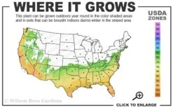 Spring Awakening Fragrant Camellia Hybrid - 3 Gallon Pot -Plant Serie Store 6b 10a