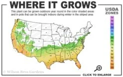 Angus Cold Hardy Eucalyptus Tree (Eucalyptus Nicholii) - 3 Gallon Pot -Plant Serie Store 6b 10b 10