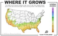 Frost Proof Gardenia - 3 Gallon Pot -Plant Serie Store 7a 10b 21