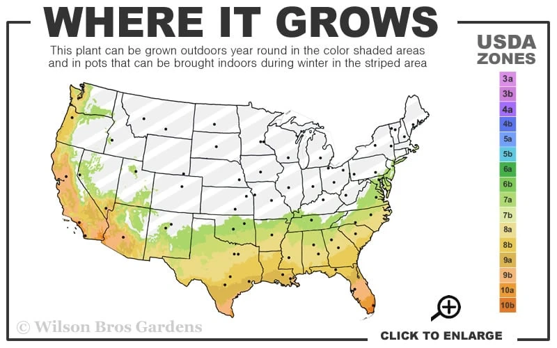 Plum Delight Loropetalum - Chinese Fringeflower - 3 Gallon Pot 5 Plum Delight Loropetalum - Chinese Fringeflower - 3 Gallon Pot - Image 3