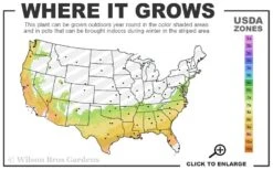 Black Magic Camellia Japonica - 7 Gallon Pot (2-3') -Plant Serie Store 7a 9b 9