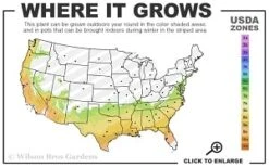 Moonlit Lace Viburnum - 3 Gallon Pot -Plant Serie Store 7a 9b thumbnail