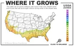 Pink Formosa Azalea - 3 Gallon Pot 9 Pink Formosa Azalea - 3 Gallon Pot -Plant Serie Store 7b 10b 3