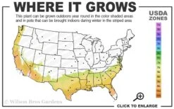 Mrs. Bertha Camellia - 3 Gallon Pot -Plant Serie Store 7b 9b