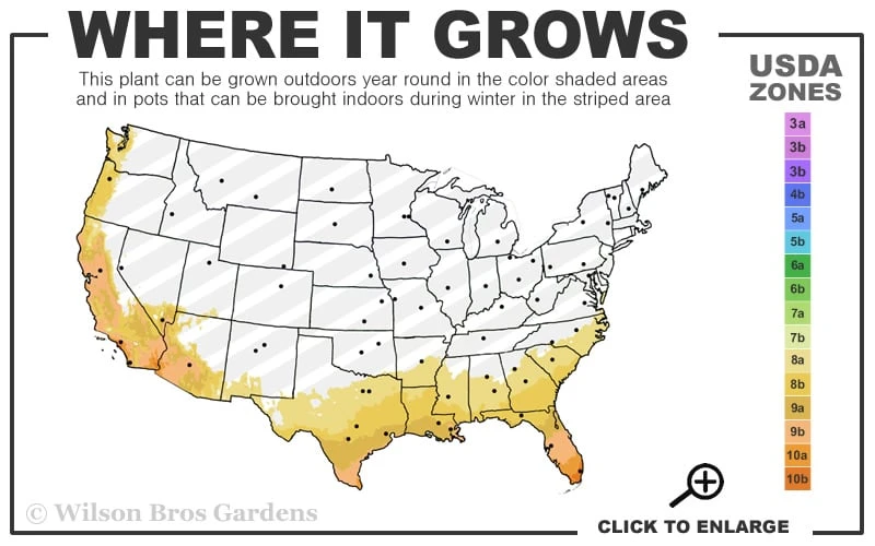 Golden Square Stem Bamboo (Chimonobambusa Quadrangularis 'Suow') - 3 Gallon Pot 5 Golden Square Stem Bamboo (Chimonobambusa Quadrangularis 'Suow') - 3 Gallon Pot - Image 3