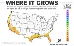 White African Iris - Fortnight Lily - Dietes Iridioides - 1 Gallon Pot -Plant Serie Store 8b 11 4