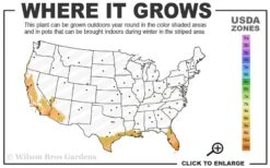 Yellow Buddha Belly Bamboo - Bambusa Ventricosa 'Kimmei' - 3 Gallon Pot -Plant Serie Store 9a 11