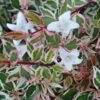 Confetti Dwarf Abelia - 3 Gallon Pot 2 Confetti Dwarf Abelia - 3 Gallon Pot -Plant Serie Store Abelia Confetti BS