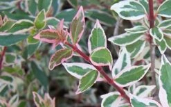 Confetti Dwarf Abelia - 3 Gallon Pot -Plant Serie Store Abelia Confetti Closeup
