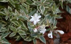 Confetti Dwarf Abelia - 3 Gallon Pot -Plant Serie Store Abelia Confetti White Flowers