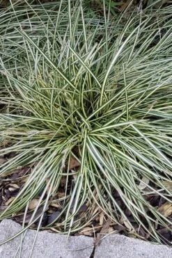 Variegated Sweet Flag (Acorus Gramineus 'Variegatus') - 5 Pack Of Quart Pots -Plant Serie Store Acorus Gramineus Variegatus Sweet Flag 2