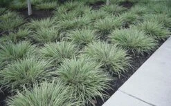 Variegated Sweet Flag (Acorus Gramineus 'Variegatus') - 5 Pack Of Quart Pots -Plant Serie Store Acorus Gramineus Variegatus Sweet Flag 3