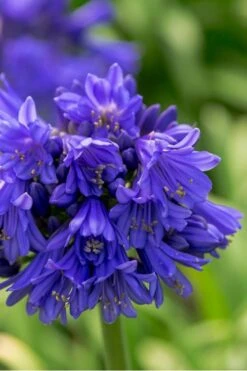 Ever Midnight Agapanthus (Lily Of The Nile) - 1 Gallon Pot